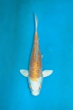 9.5" Kikusui Koi Carp  A**