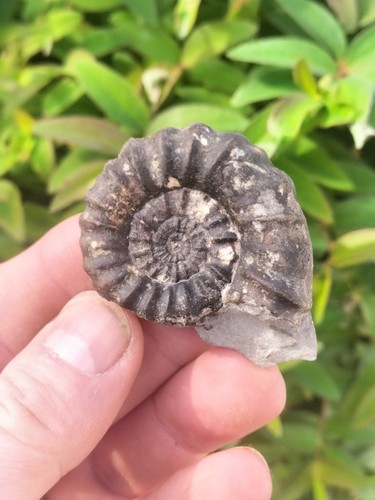 Androgynoceras maculatum - androgynoceras,