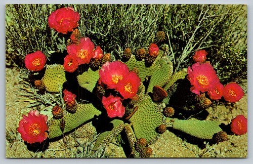 Beavertail cactus southwestern - beavertail,
