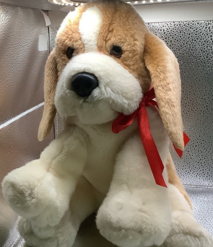 Sitting beagle dog - sitting, keel