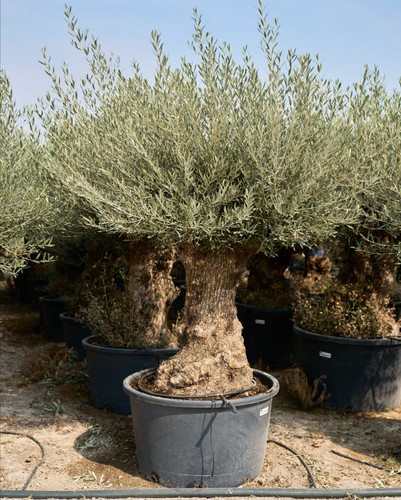 Huge ancient gnarled olive - gnarled,