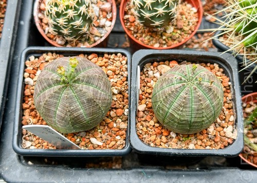 Euphorbia obesa baseball - euphorbia, obesa,