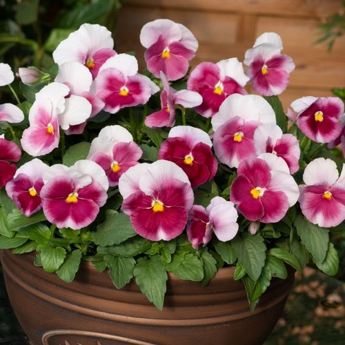 Pansy raspberry blush plants - pansy,
