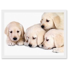 Puppys Baby Golden Retriever