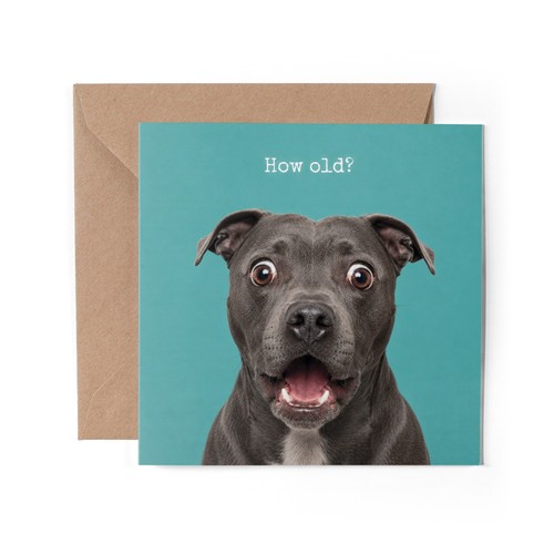 Shocked blue staffy - x,