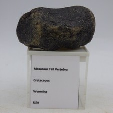 Mosasaur Aquatic Lizard Fossil Vertebra Cretaceous Wyoming USA  Display  Stand