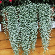 Dichondra 'Silver Falls'