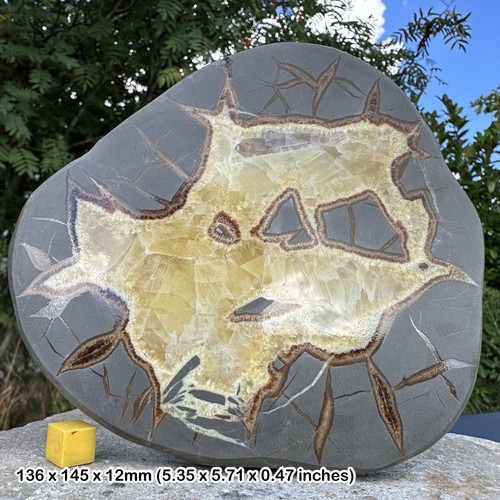Septarian calcite crystal - septarian,