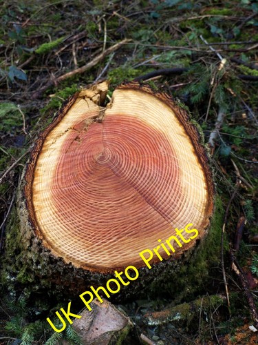 Photo 6x4 cut - 6x4,