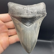 Megalodon Shark Tooth Georgia