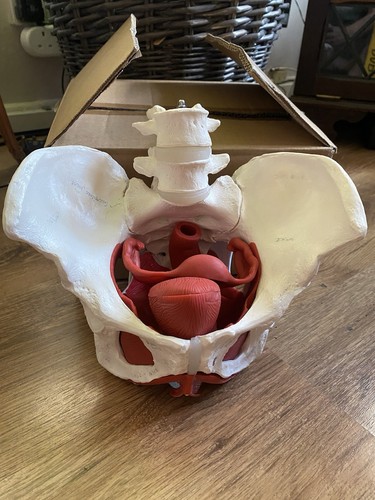 Female pelvis medical teaching - female,