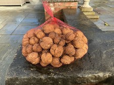 Whole Walnut In Shell, 2025