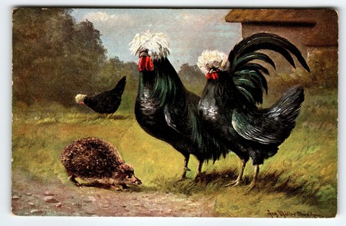 White crested black polish - white,