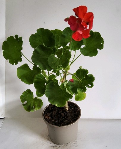 Red geranium - geranium, (pelargonium)