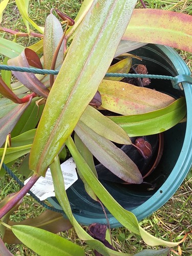 Rare large nepenthes - large,