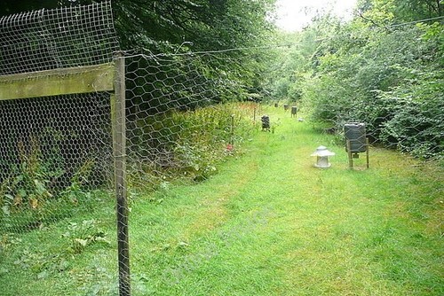 Photo 6x4 pheasant rearing - 6x4,