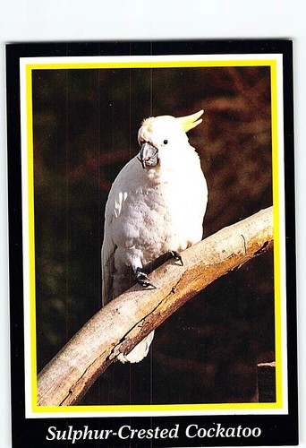 Postcard sulphur crested - postcard, sulphur-crested