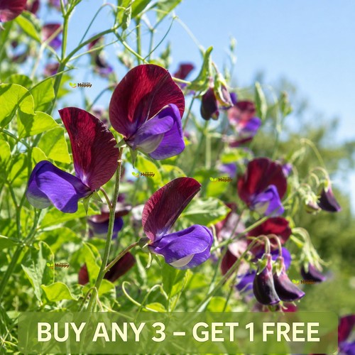 Sweet pea cupani seeds - pea,