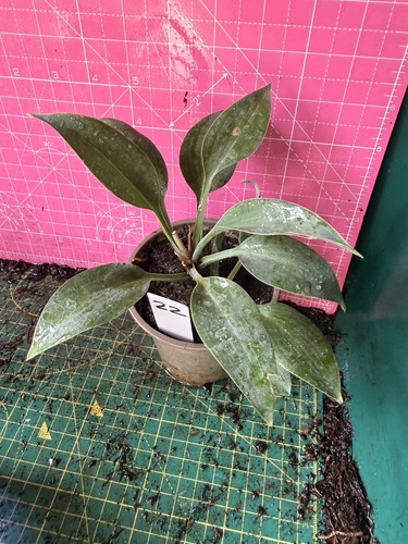 Hosta perennial plant - hosta,