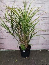 Miscanthus sinensis 'Zebrinus' Deciduous  Garden Zebra Grass Plant 3L Pot