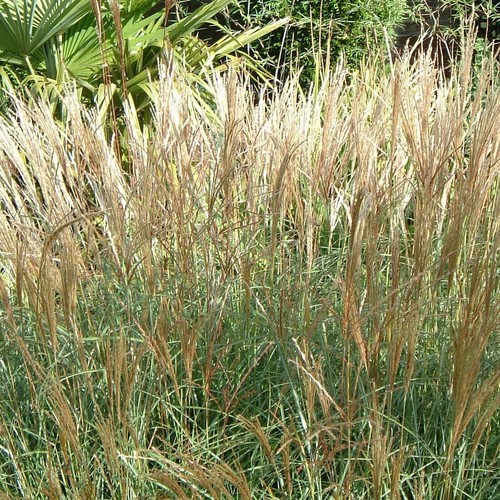 Miscanthus sinensis yakushima - miscanthus,