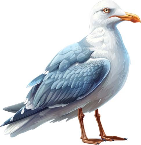 Colourful seagull bird wall - bird,