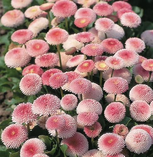 Bellis daisy tasso - bellis,