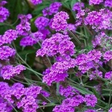 Verbena rigida plug plants