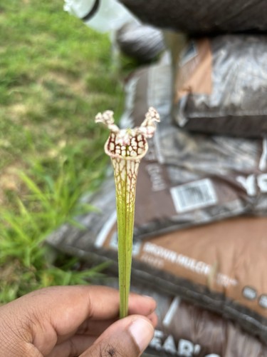 Sarracenia hybrid helmuts - sarracenia,