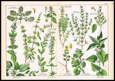 1887 Antique Botanical
