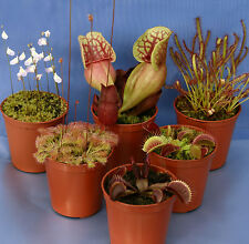 6 CARNIVOROUS PLANT COLLECTION: 3x Sarracenia, 2x Drosera(sundew),1x Utricularia