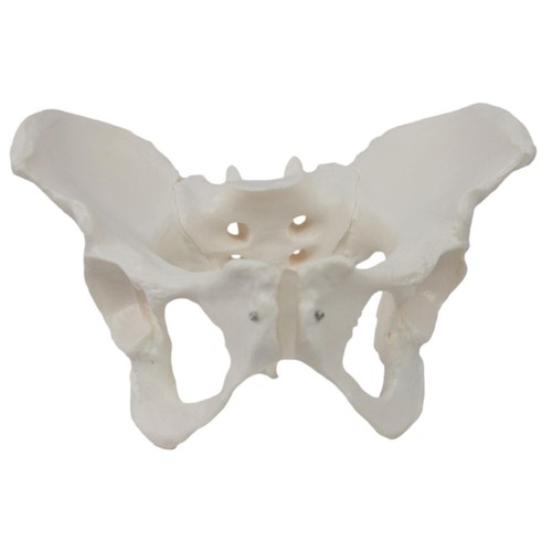 Female pelvis model - pelvis,