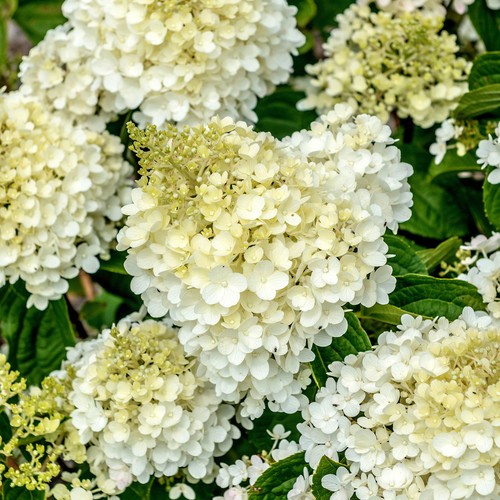 Hydrangea silver dollar - hydrangea,