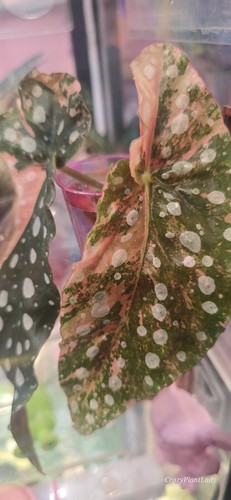 Begonia maculata pink - begonia,