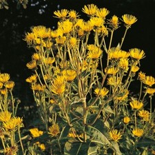 Herb - Elecampane (Inula helenium) - Kings Seeds - 30 Seeds