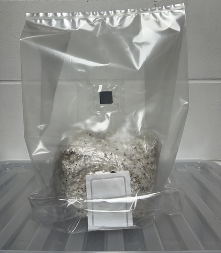 Mushroom fruiting bags - mushroom,