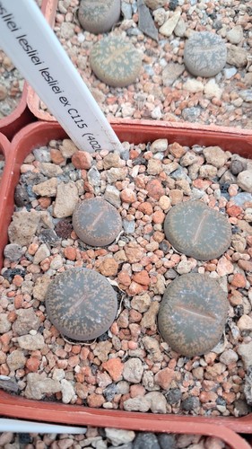 Lithops lesliei c115 - lesliei,