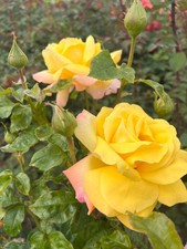 Peace HT Rose Bare Root