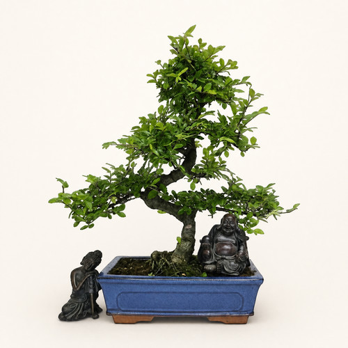 Large chinese elm bonsai - large,