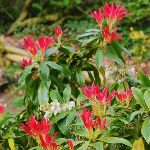 Pieris forest flame - pieris,