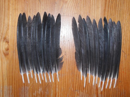 Crow pin wing - crow,