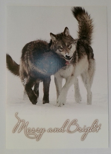 Gray wolves christmas card - gray,