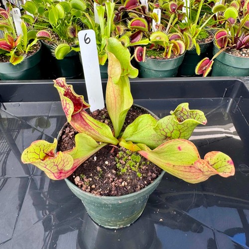 Sarracenia purpurea montana - sarracenia,