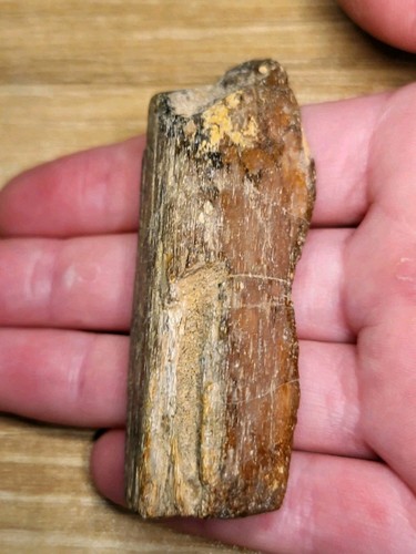 Theropod fossil kem - theropod,