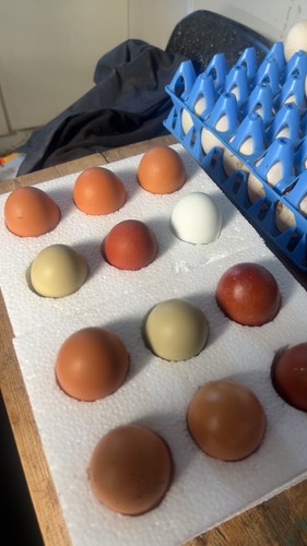 Large fowl chicken eggs - large,