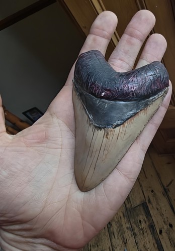 Megalodon shark tooth fossil