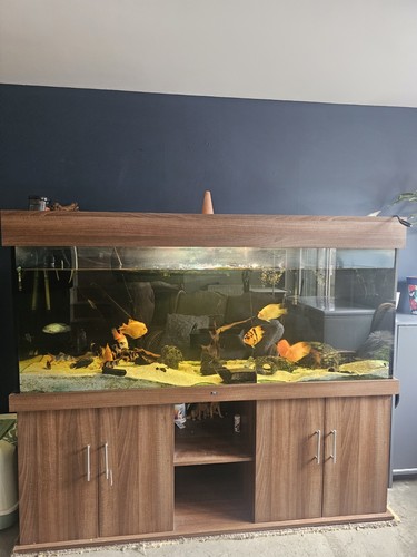 6ft aquarium fish - aquarium/fish, and