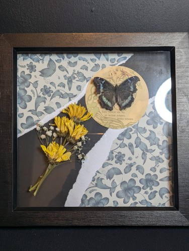 Real framed blue admiral - framed,