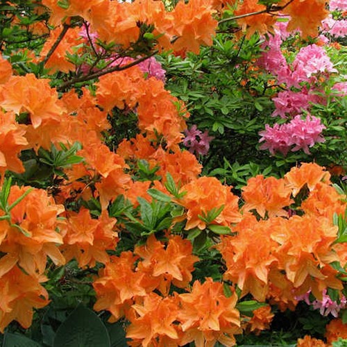 Orange azalea japanese - orange,