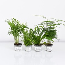 T&M Green Houseplant Starter